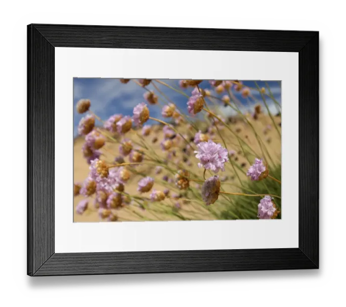 Framed Print : Thrift (Armeria pungens) flowers, Alentejo, Natural Park of South West Alentejano Framed Print : Thrift (Armeria pungens) flowers, Alentejo, Natural Park of South West Alentejano