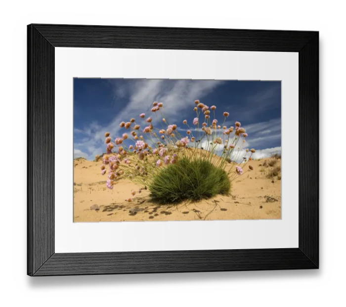 Framed Print : Thrift (Armeria pungens) in flower on beach, Alentejo, Natural Park of South West Alentejano Framed Print : Thrift (Armeria pungens) in flower on beach, Alentejo, Natural Park of South West Alentejano