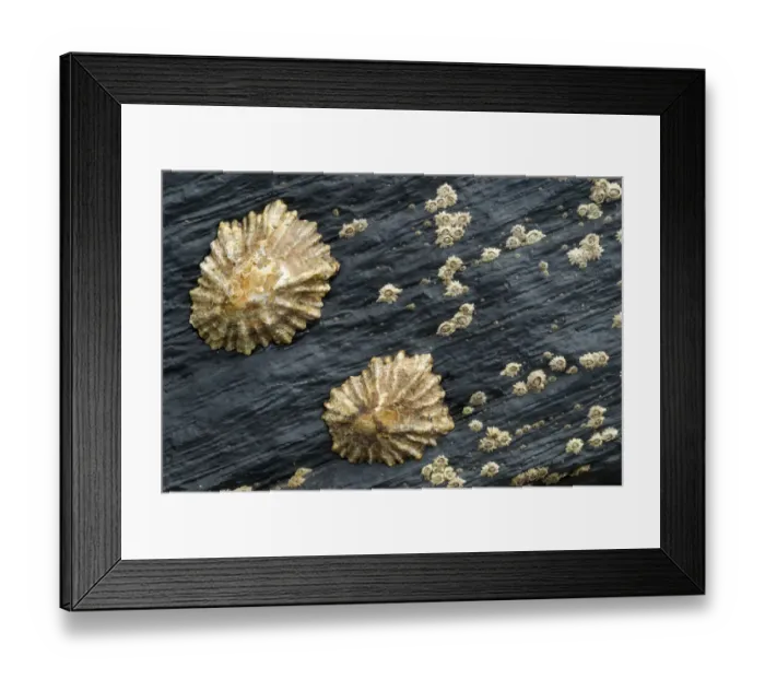 Framed Print : Limpets and Barnacles on rock, Alentejo, Natural Park of South West Alentejano and Costa Vicentina Framed Print : Limpets and Barnacles on rock, Alentejo, Natural Park of South West Alentejano and Costa Vicentina