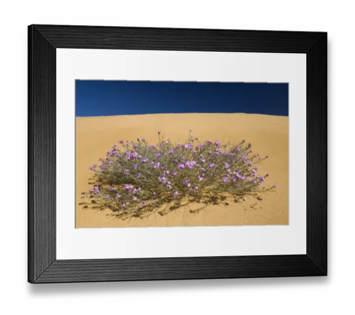 Framed Print : (Malcolmia littorea) in flower on sand dunes, Almograve, Alentejo, Natural Park of Framed Print : (Malcolmia littorea) in flower on sand dunes, Almograve, Alentejo, Natural Park of