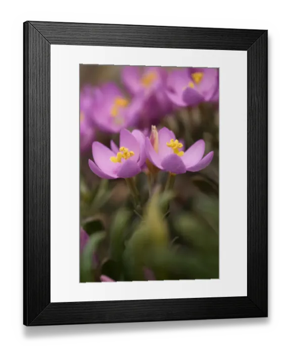 Framed Print : Common centaury (Centaurium erythraea) flowers, Alentejo, Natural Park of South West Alentejano Framed Print : Common centaury (Centaurium erythraea) flowers, Alentejo, Natural Park of South West Alentejano