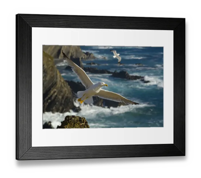 Framed Print : Yellow legged gull (Larus michahellis) in flight, Cabo Sardo (Cape) Alentejo, Natural Framed Print : Yellow legged gull (Larus michahellis) in flight, Cabo Sardo (Cape) Alentejo, Natural