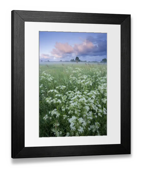 Framed Print : Cow parsely (Anthriscus sylvestris) in damp flower meadow at dawn, Nemunas regional Reserve