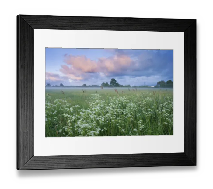 Framed Print : Wildflower meadow at dawn, Nemunas Delta, Lithuania, June 2009 Framed Print : Wildflower meadow at dawn, Nemunas Delta, Lithuania, June 2009