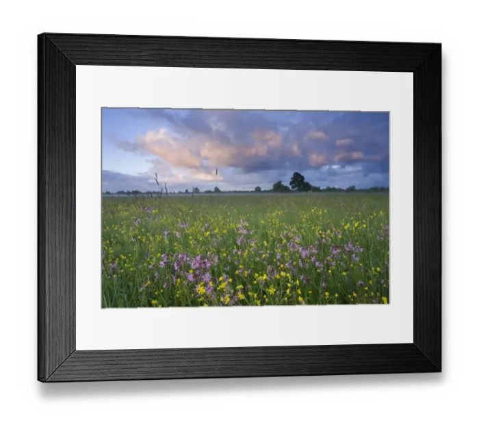 Framed Print : Ragged robin (Silene flos-cuculi) growing in wet flower meadow, Nemunas Regional Reserve Framed Print : Ragged robin (Silene flos-cuculi) growing in wet flower meadow, Nemunas Regional Reserve