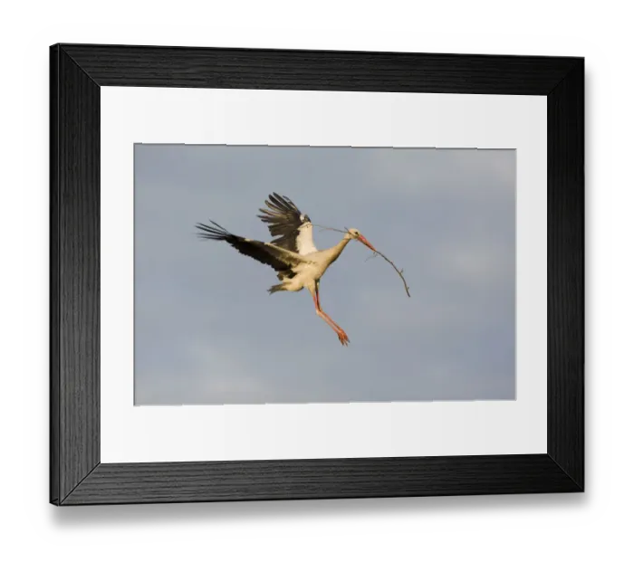 Framed Print : White stork (Ciconia ciconia) flying to nest with nesting material, Rusne, Nemunas Regional Park Framed Print : White stork (Ciconia ciconia) flying to nest with nesting material, Rusne, Nemunas Regional Park