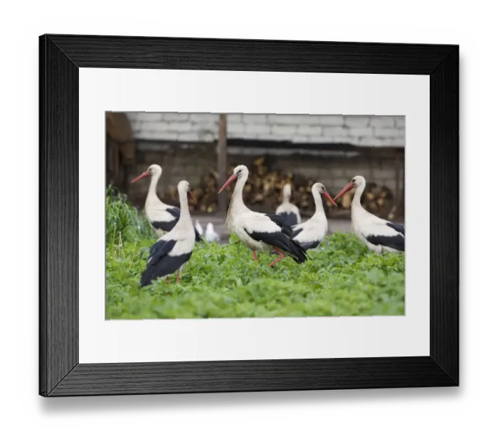 Framed Print : White stork (Ciconia ciconia) group feeding in allotment, Rusne, Nemunas Delta Regional Park Framed Print : White stork (Ciconia ciconia) group feeding in allotment, Rusne, Nemunas Delta Regional Park