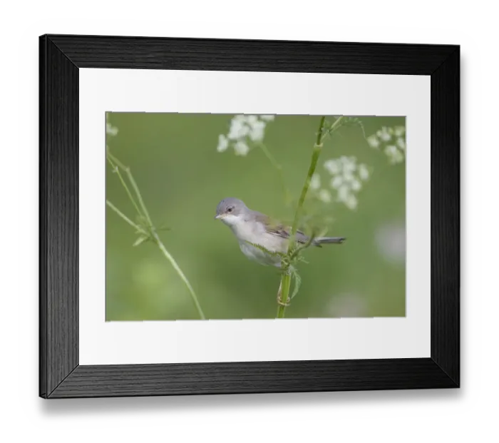 Framed Print : Lesser whitethroat (Sylvia curruca) in breeding plumage, perched on Cow parsely Framed Print : Lesser whitethroat (Sylvia curruca) in breeding plumage, perched on Cow parsely