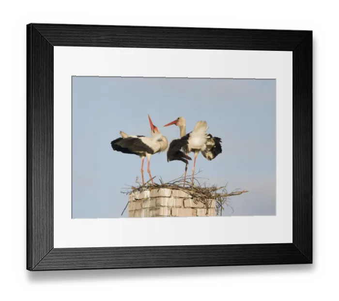 Framed Print : White stork (Ciconia ciconia) pair, courtship, at nest on old chimney, Rusne, Nemunas Regional Park Framed Print : White stork (Ciconia ciconia) pair, courtship, at nest on old chimney, Rusne, Nemunas Regional Park