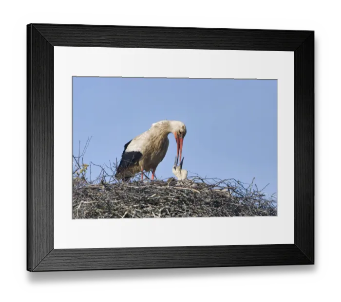 Framed Print : White stork (Ciconia ciconia) adult feeding chick at nest, Rusne, Nemunas Regional Park Framed Print : White stork (Ciconia ciconia) adult feeding chick at nest, Rusne, Nemunas Regional Park