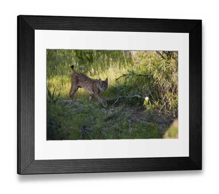 Framed Print : Wild Iberian lynx (Lynx pardinus) female, one year walking, Sierra de Andjar Natural Park Framed Print : Wild Iberian lynx (Lynx pardinus) female, one year walking, Sierra de Andjar Natural Park