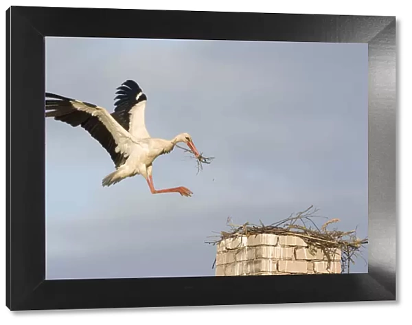 White stork (Ciconia ciconia) landing on chimney with nesting material, Rusne, Nemunas