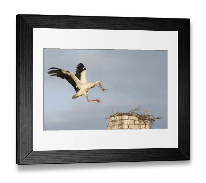 Framed Print : White stork (Ciconia ciconia) landing on chimney with nesting material, Rusne, Nemunas Framed Print : White stork (Ciconia ciconia) landing on chimney with nesting material, Rusne, Nemunas