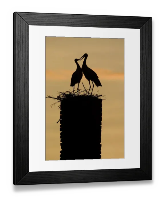 Framed Print : White stork (Ciconia ciconia) pair silhouetted at nest on old chimney, Rusne, Nemunas Regional Park Framed Print : White stork (Ciconia ciconia) pair silhouetted at nest on old chimney, Rusne, Nemunas Regional Park