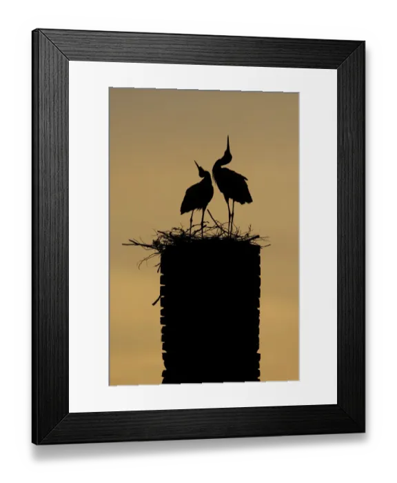 Framed Print : White stork (Ciconia ciconia) pair displaying, silhouetted at nest on old chimney Framed Print : White stork (Ciconia ciconia) pair displaying, silhouetted at nest on old chimney