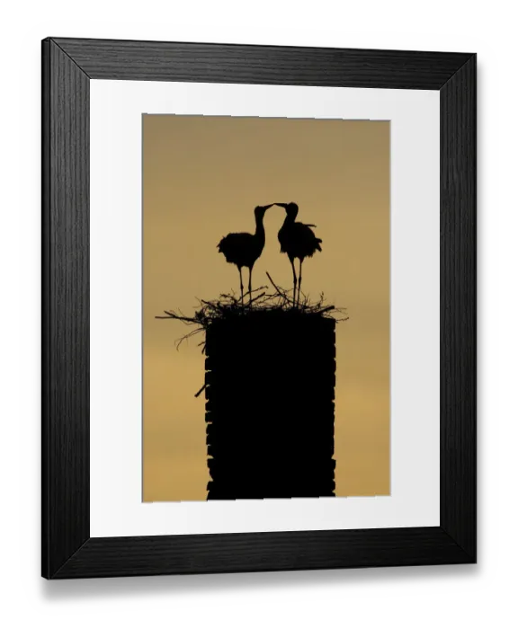 Framed Print : White stork (Ciconia ciconia) pair silhouetted at nest on old chimney, Rusne, Nemunas Regional Park Framed Print : White stork (Ciconia ciconia) pair silhouetted at nest on old chimney, Rusne, Nemunas Regional Park