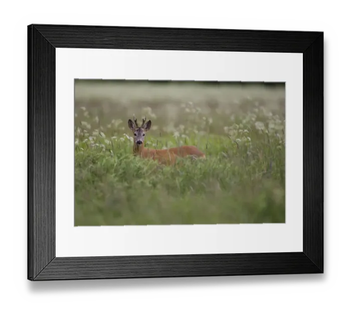 Framed Print : Roe deer (Capreolus capreolus) buck in wet meadow, Nemunas Regional Park, Lithuania Framed Print : Roe deer (Capreolus capreolus) buck in wet meadow, Nemunas Regional Park, Lithuania