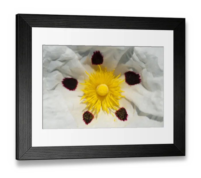Framed Print : Gum rockrose (Cistus ladanifer) close-up of flower, Sierra de Andjar Natural Park Framed Print : Gum rockrose (Cistus ladanifer) close-up of flower, Sierra de Andjar Natural Park