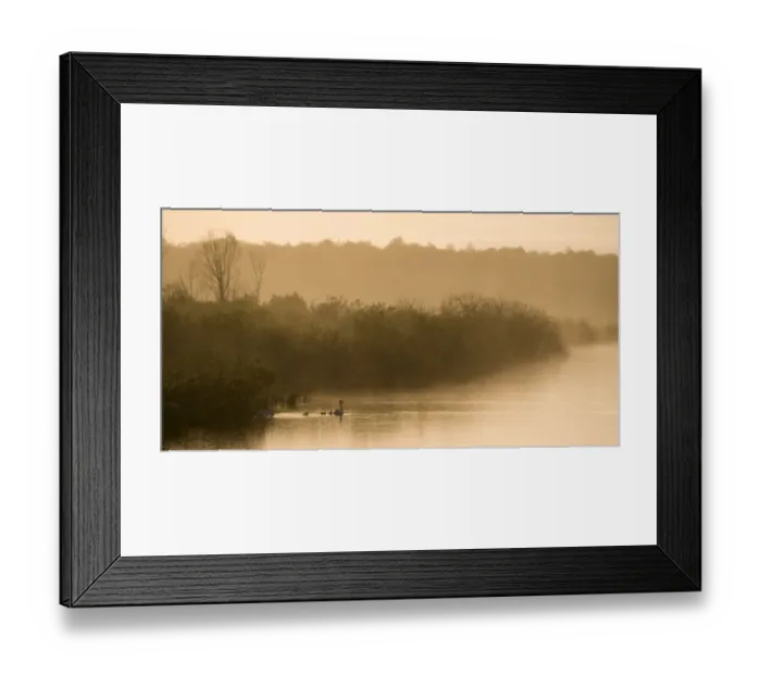 Framed Print : Mute swan (Cynus cygnus) pair with cygnets in wetland habitat at dawn, Nemunas Regional Reserve Framed Print : Mute swan (Cynus cygnus) pair with cygnets in wetland habitat at dawn, Nemunas Regional Reserve