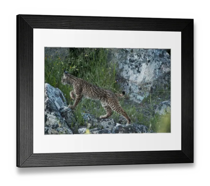 Framed Print : Wild Iberian lynx (Lynx pardinus) female, one year, on rocks, Sierra de Andjar Natural Park Framed Print : Wild Iberian lynx (Lynx pardinus) female, one year, on rocks, Sierra de Andjar Natural Park