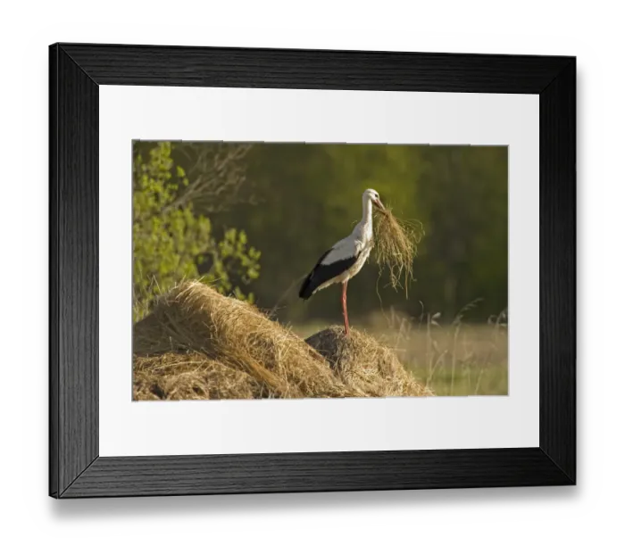 Framed Print : White stork (Ciconia ciconia) on hay mound carrying some in its beak, Matsalu National Park Framed Print : White stork (Ciconia ciconia) on hay mound carrying some in its beak, Matsalu National Park