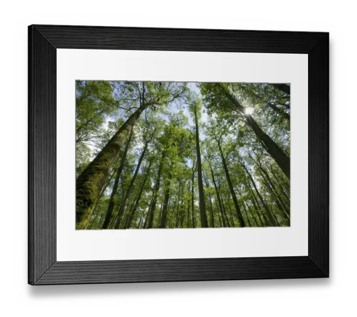 Framed Print : Deciduous woodland in late spring, Curonian Spit, Lithuania, June 2009 Framed Print : Deciduous woodland in late spring, Curonian Spit, Lithuania, June 2009