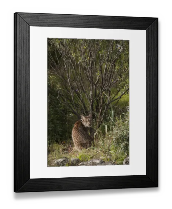 Framed Print : Wild Iberian lynx (Lynx pardinus) male, one year, with GPS tracking collar, sitting Framed Print : Wild Iberian lynx (Lynx pardinus) male, one year, with GPS tracking collar, sitting