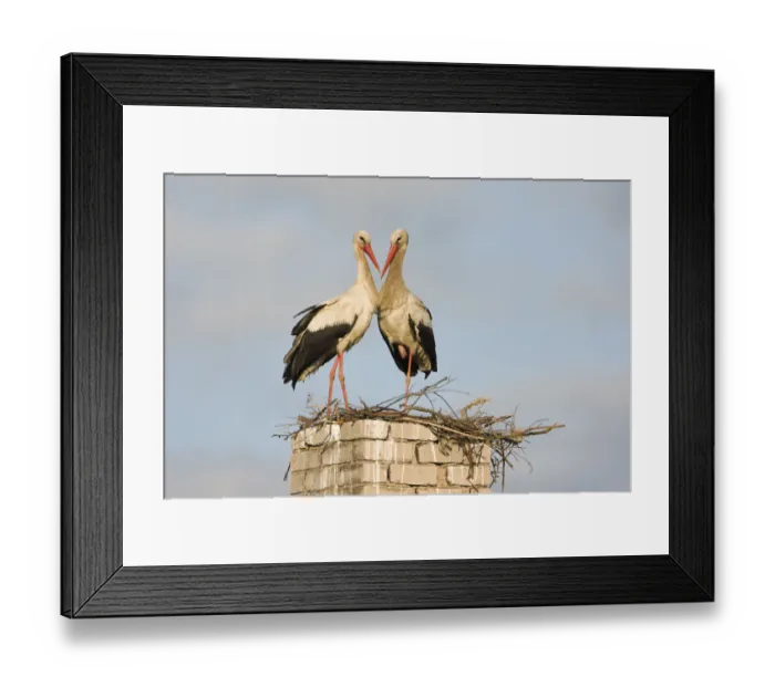 Framed Print : White stork (Ciconia ciconia) pair at nest on old chimney, Rusne, Nemunas Regional Park Framed Print : White stork (Ciconia ciconia) pair at nest on old chimney, Rusne, Nemunas Regional Park