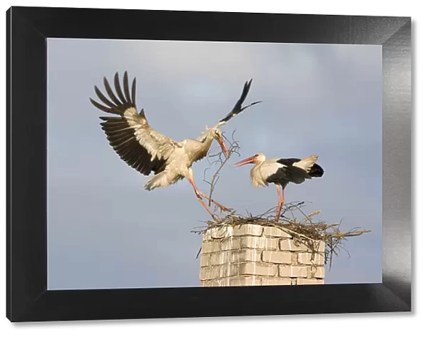 White stork (Ciconia ciconia) landing on chinmey with nesting material, Rusne, Nemunas