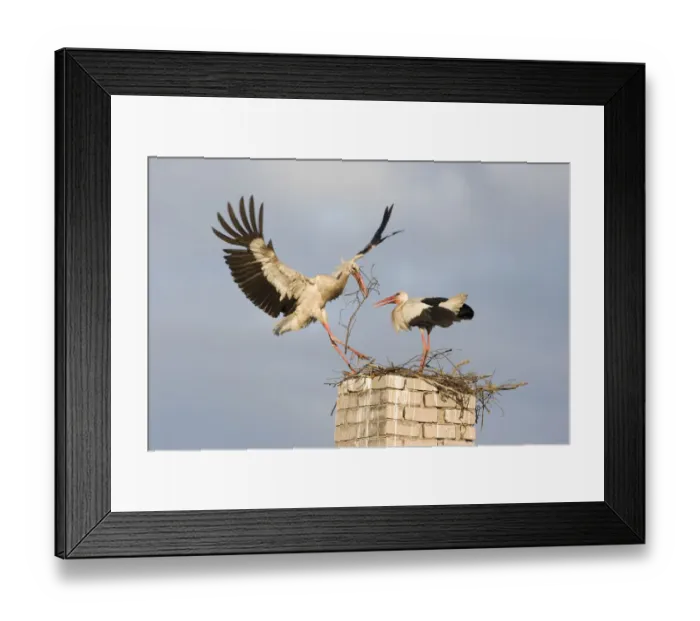 Framed Print : White stork (Ciconia ciconia) landing on chinmey with nesting material, Rusne, Nemunas Framed Print : White stork (Ciconia ciconia) landing on chinmey with nesting material, Rusne, Nemunas