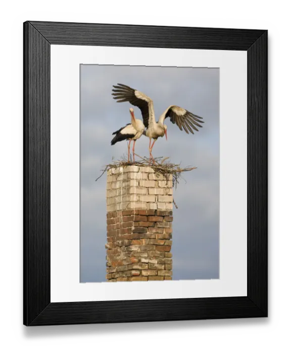 Framed Print : White stork (Ciconia ciconia) pair at nest on old chimney, Rusne, Nemunas Regional Park Framed Print : White stork (Ciconia ciconia) pair at nest on old chimney, Rusne, Nemunas Regional Park