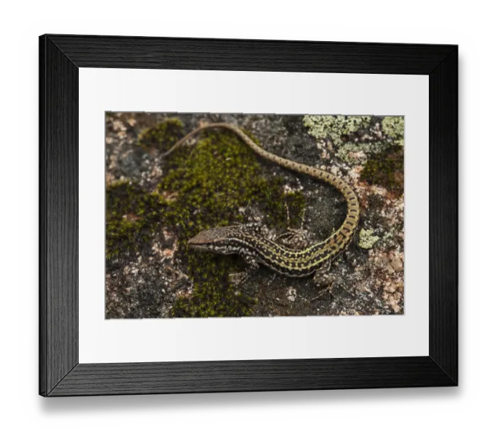 Framed Print : Iberian Wall Lizard (Podarcis hispanica) on rock, Sierra de Andjar Natural Park Framed Print : Iberian Wall Lizard (Podarcis hispanica) on rock, Sierra de Andjar Natural Park