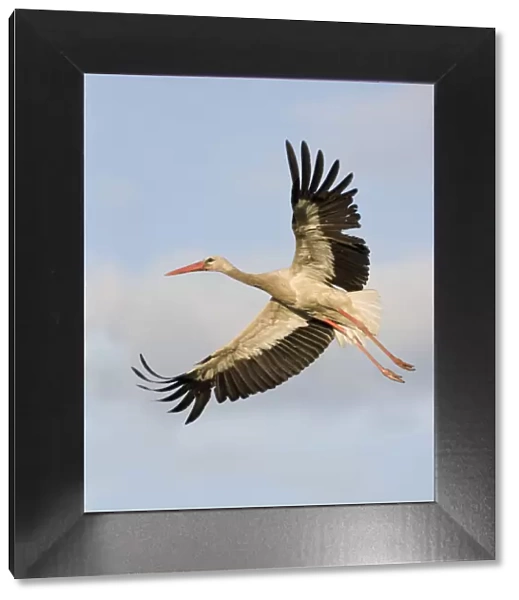 White stork (Ciconia ciconia) in flight, Rusne, Nemunas Regional Park, Lithuania