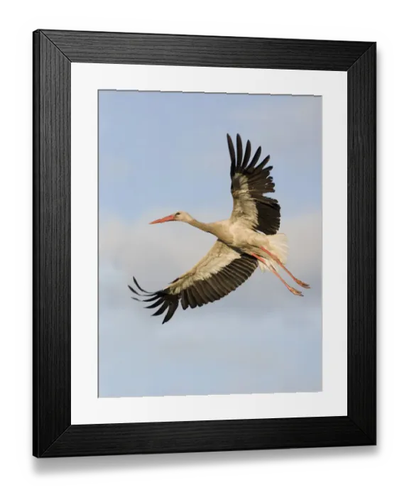 Framed Print : White stork (Ciconia ciconia) in flight, Rusne, Nemunas Regional Park, Lithuania Framed Print : White stork (Ciconia ciconia) in flight, Rusne, Nemunas Regional Park, Lithuania