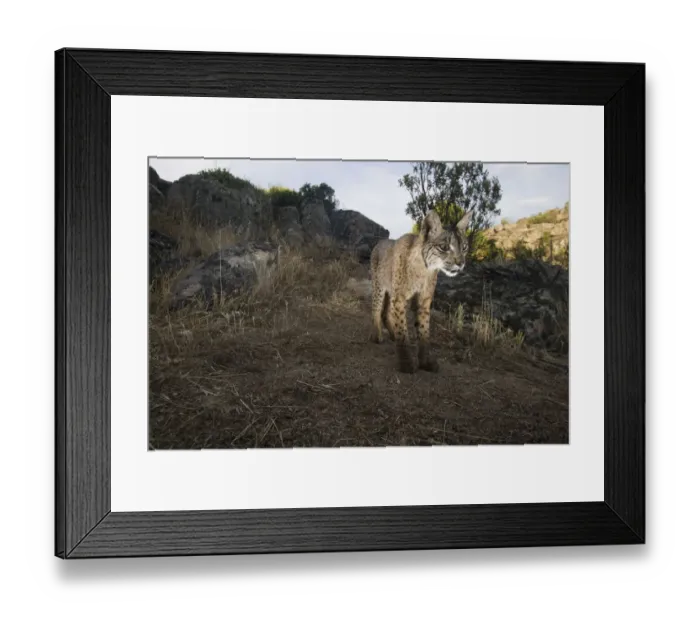 Framed Print : Wild Iberian lynx (Lynx pardinus) male, Sierra de Andjar Natural Park, Mediterranean