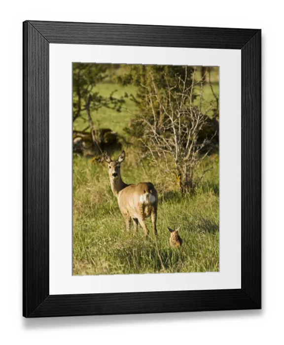 Framed Print : Roe deer (Capreolus capreolus) with fawn, Matsalu National Park, Estonia, May 2009 Framed Print : Roe deer (Capreolus capreolus) with fawn, Matsalu National Park, Estonia, May 2009