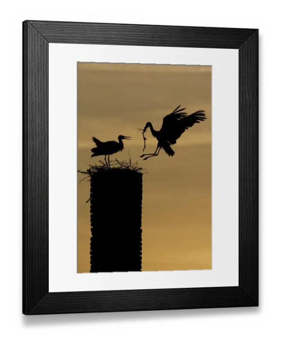 Framed Print : White stork (Ciconia ciconia) landing with nest material, silhouetted at dusk, Rusne