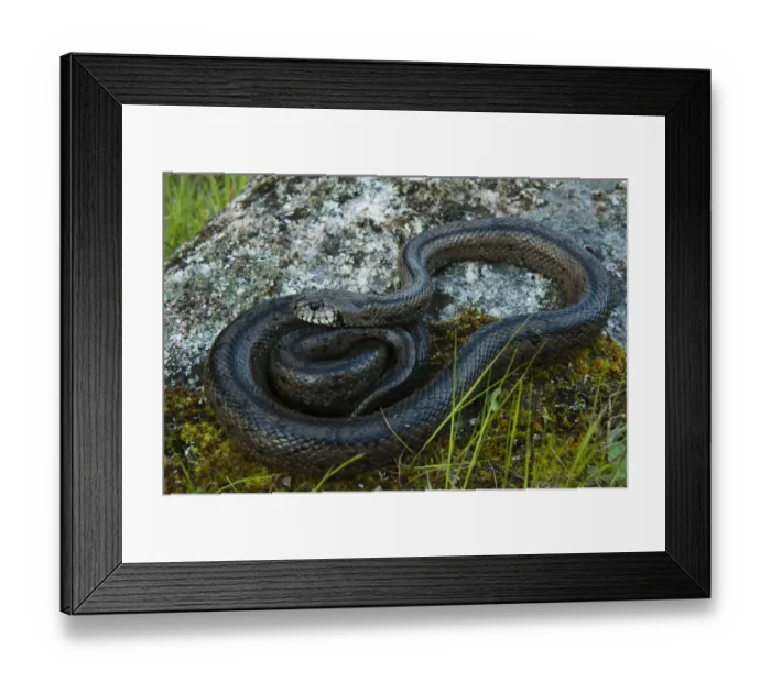 Framed Print : Ladder snake (Elaphe scalaris) on rock, Sierra de Andjar Natural Park, Mediterranean