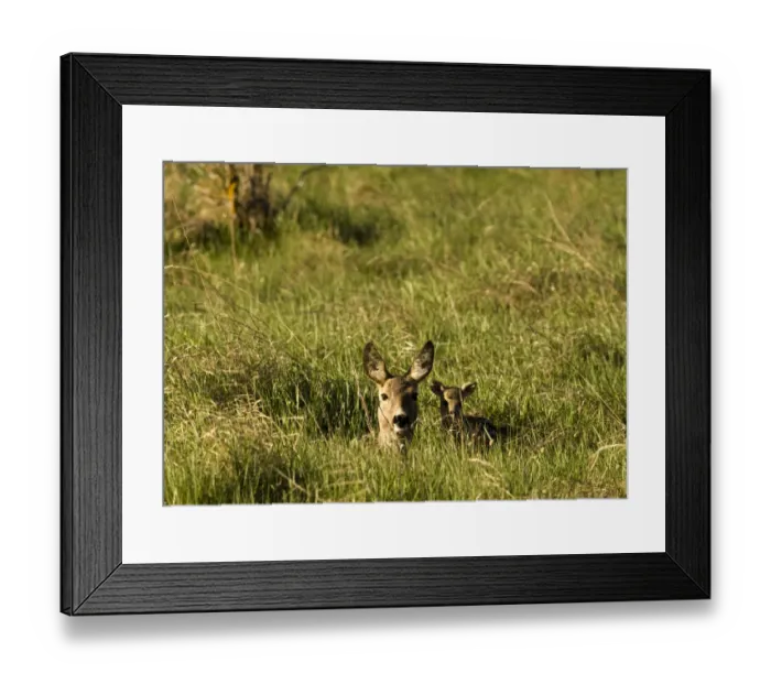 Framed Print : Roe deer (Capreolus capreolus) lying in long grass with fawn, Matsalu National Park Framed Print : Roe deer (Capreolus capreolus) lying in long grass with fawn, Matsalu National Park
