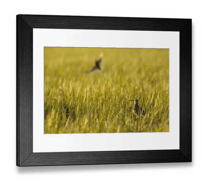 Framed Print : Great snipe (Gallinago media) in grassland, Matsalu National Park, Estonia, May 2009 Framed Print : Great snipe (Gallinago media) in grassland, Matsalu National Park, Estonia, May 2009
