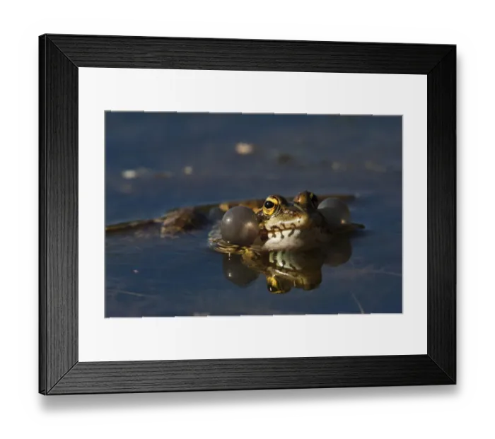 Framed Print : Marsh frog (Rana ridibunda) calling, Sierra de Andjar Natural Park, Mediterranean Framed Print : Marsh frog (Rana ridibunda) calling, Sierra de Andjar Natural Park, Mediterranean