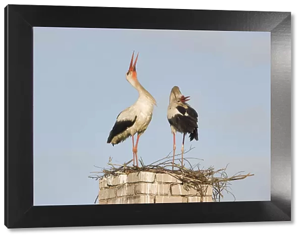 White stork (Ciconia ciconia) pair at nest site on old chimney, Rusne, Nemunas Regional Park