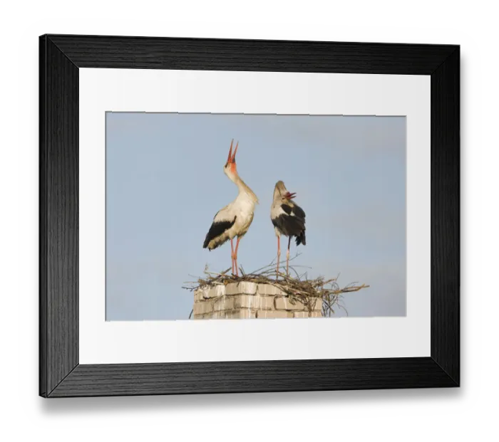 Framed Print : White stork (Ciconia ciconia) pair at nest site on old chimney, Rusne, Nemunas Regional Park Framed Print : White stork (Ciconia ciconia) pair at nest site on old chimney, Rusne, Nemunas Regional Park