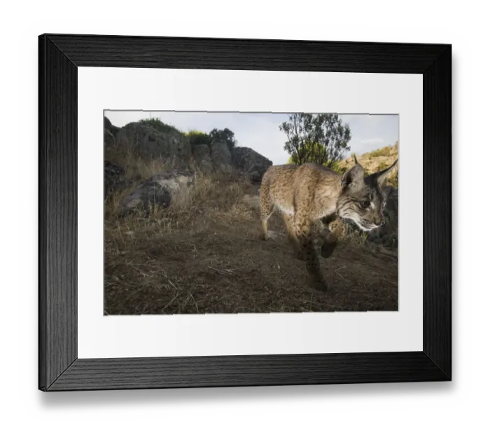 Framed Print : Wild Iberian lynx (Lynx pardinus) male walking, Sierra de Andjar Natural Park, Mediterranean Framed Print : Wild Iberian lynx (Lynx pardinus) male walking, Sierra de Andjar Natural Park, Mediterranean