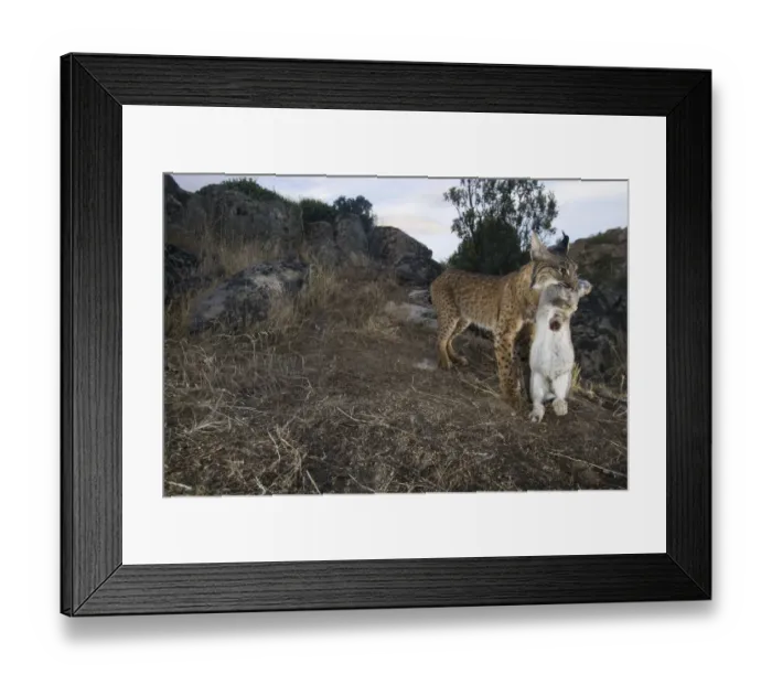 Framed Print : Wild Iberian lynx (Lynx pardinus) male carrying rabbit prey, Sierra de Andjar Natural Park Framed Print : Wild Iberian lynx (Lynx pardinus) male carrying rabbit prey, Sierra de Andjar Natural Park