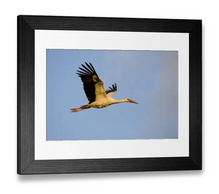 Framed Print : White stork (Ciconia ciconia) in flight, Nemunas regional reserve, Lithuania, June 2009 Framed Print : White stork (Ciconia ciconia) in flight, Nemunas regional reserve, Lithuania, June 2009