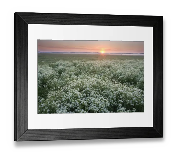 Framed Print : Cow parsley (Anthriscus sylvestris) at dawn in damp meadow, Nemunas River Valley Framed Print : Cow parsley (Anthriscus sylvestris) at dawn in damp meadow, Nemunas River Valley