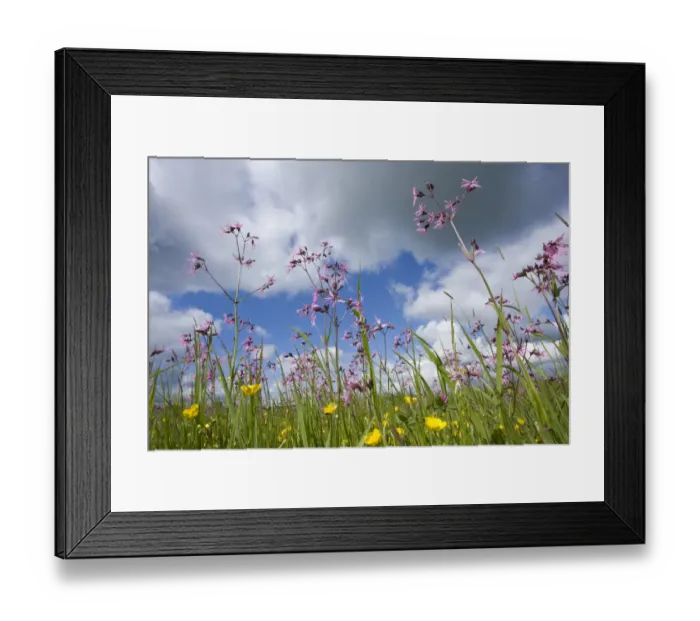 Framed Print : Ragged robin (Silene flos-cuculi) in flower meadow, Nemunas Regional Reserve, June 2009 Framed Print : Ragged robin (Silene flos-cuculi) in flower meadow, Nemunas Regional Reserve, June 2009
