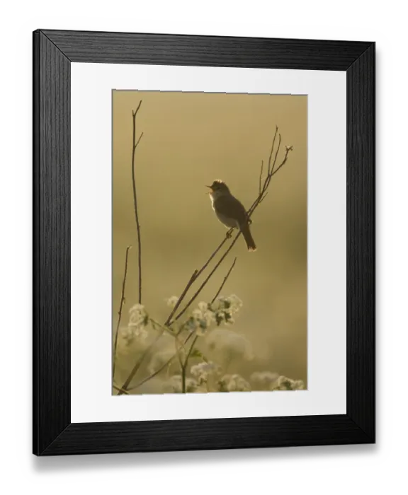 Framed Print : Marsh warbler (Acrocephalus palustris) male singing at dawn, Lithuania, June 2009 Framed Print : Marsh warbler (Acrocephalus palustris) male singing at dawn, Lithuania, June 2009