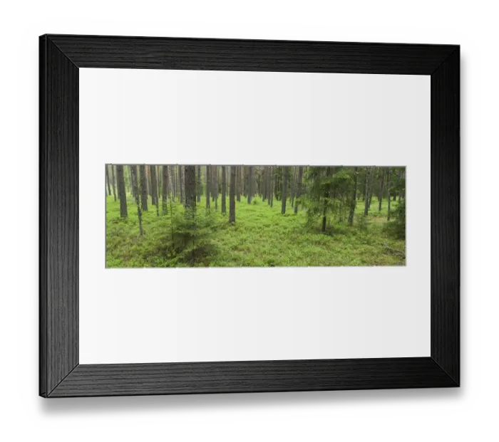 Framed Print : Coniferous forest in spring, near Vilnius, Lithuania, May 2009 Framed Print : Coniferous forest in spring, near Vilnius, Lithuania, May 2009